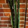 Hög Kaktus 