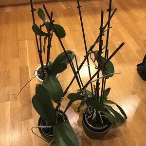 Tre orkidéer bortskänkes 