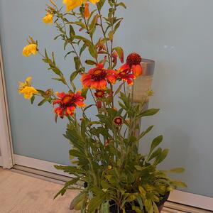 Nattljus, Gaillardia och lykta 