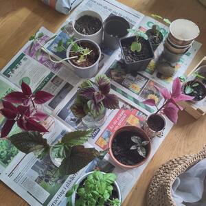 Palettblad och elefantöron 