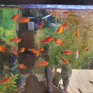 Platy 