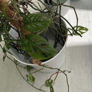 Creeper and pots