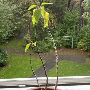 Krukväxt bortskänkes!
