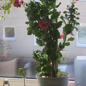 Blommskott /sticklingar