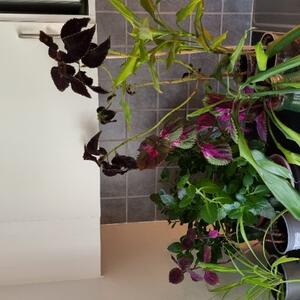 Gratis Blommor 