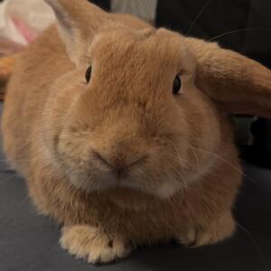 Felix