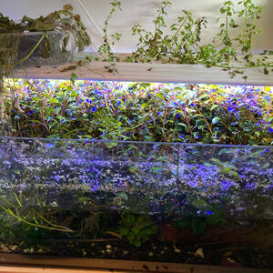 Akvarieväxter