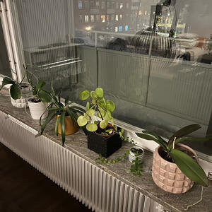 Plants and pots