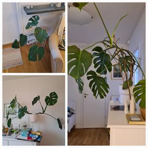 Tre monstera med ohyra