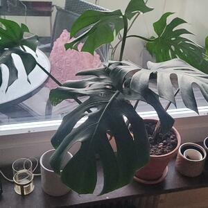 Monstrera drygt 1 meter bred. 