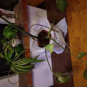 Ledsen monstera bortskänkes