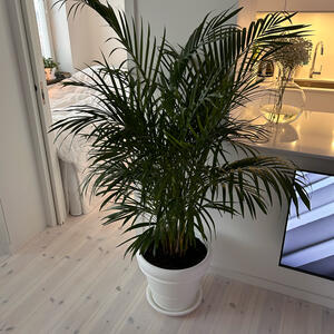 Guldpalm plus kruka