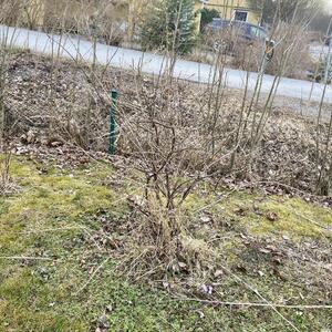 Bärbuske bortskänkes i Täby