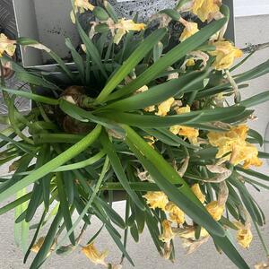 Påskliljor / narcisser för plantering ute