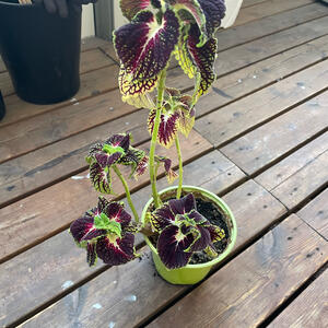 Blomma