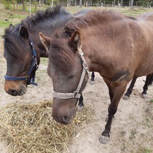 Hästgödsel på Ekerö