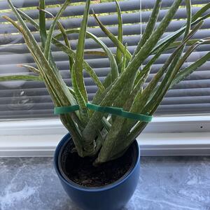Aloe vera och kalanhoe
